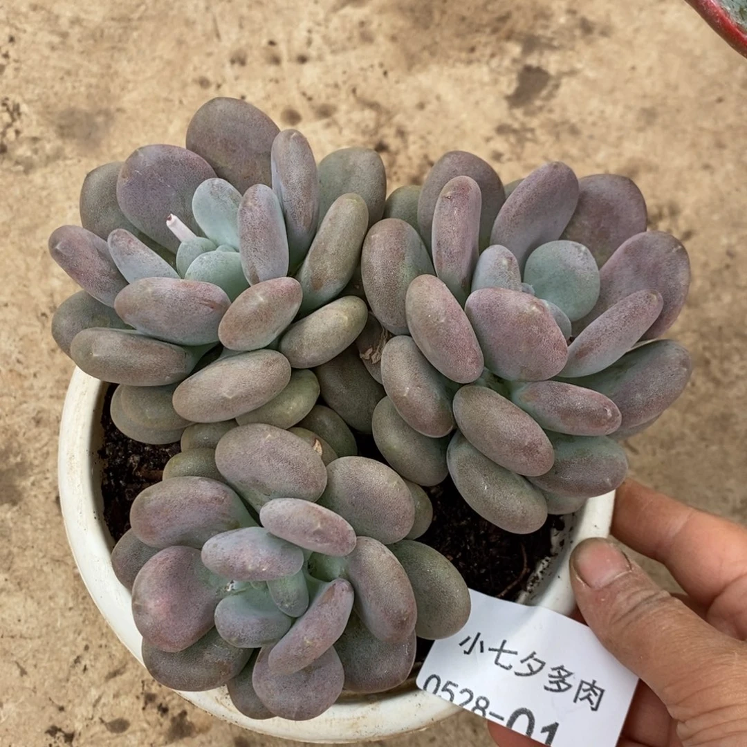 小七夕多肉月美人01