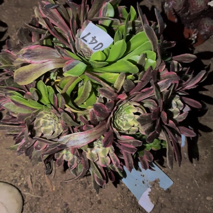 047樱花粉黛多肉植物不售后