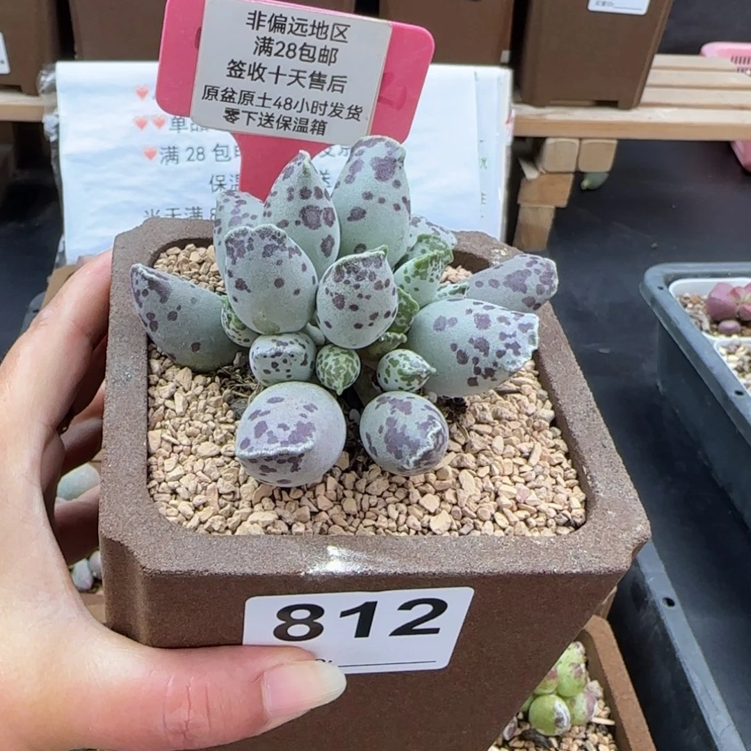 812白肌海豹多肉植物