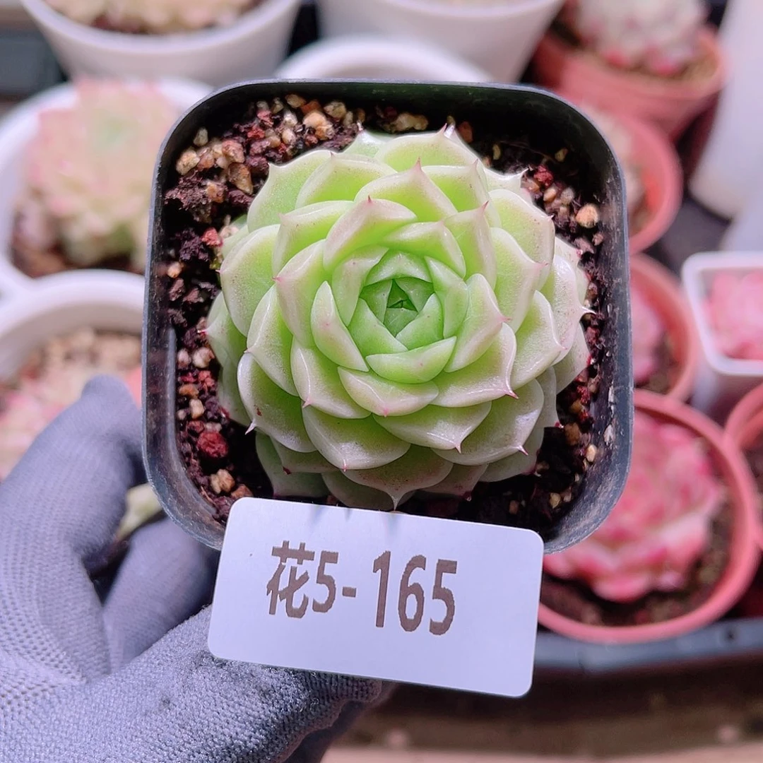 花05-165麦秆单头
