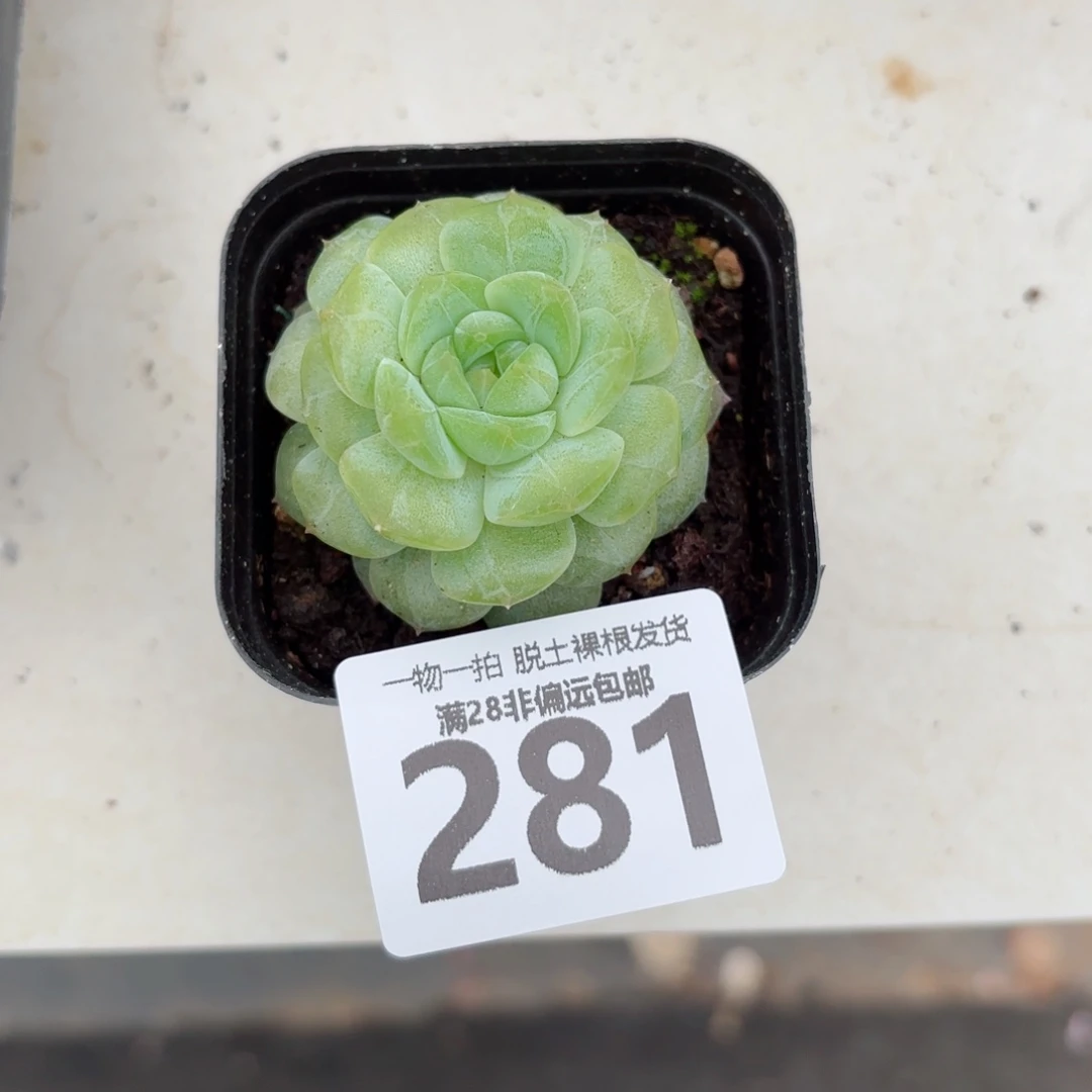 优选珍妮无盆土发货