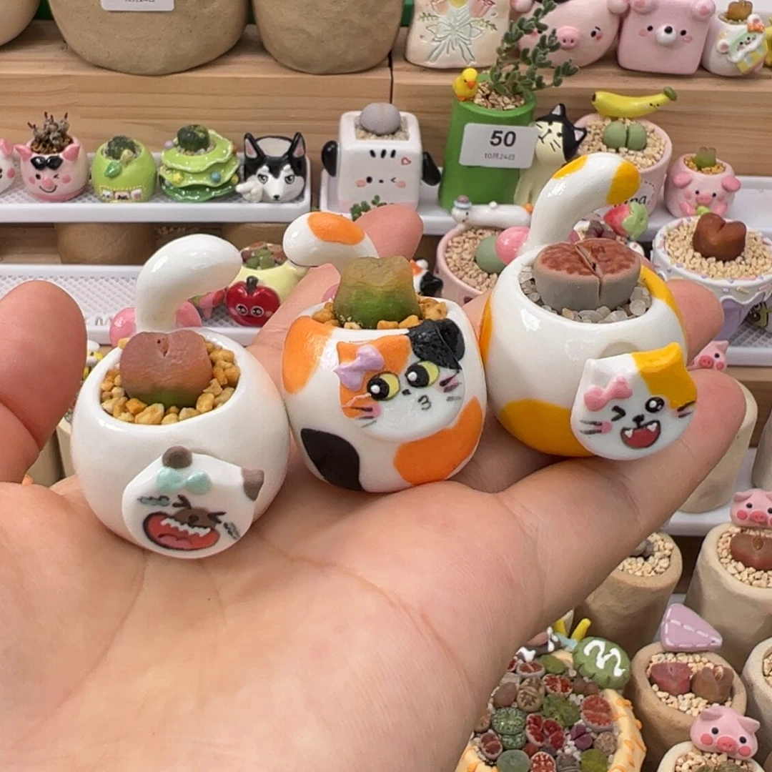 多肉植物51号三只猫