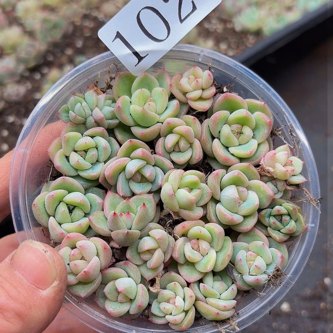 多肉植物多肉植物1026