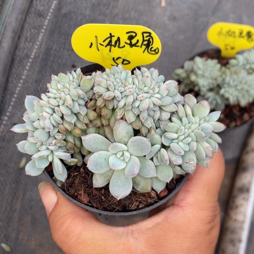 小***号石榴子星影缀有切繁殖50