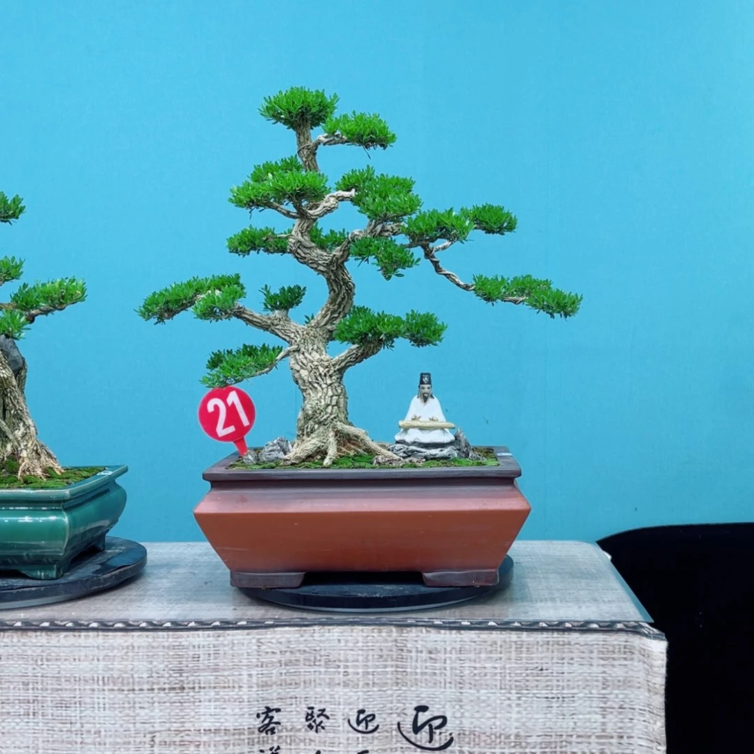 以实际为准精品黄杨老桩