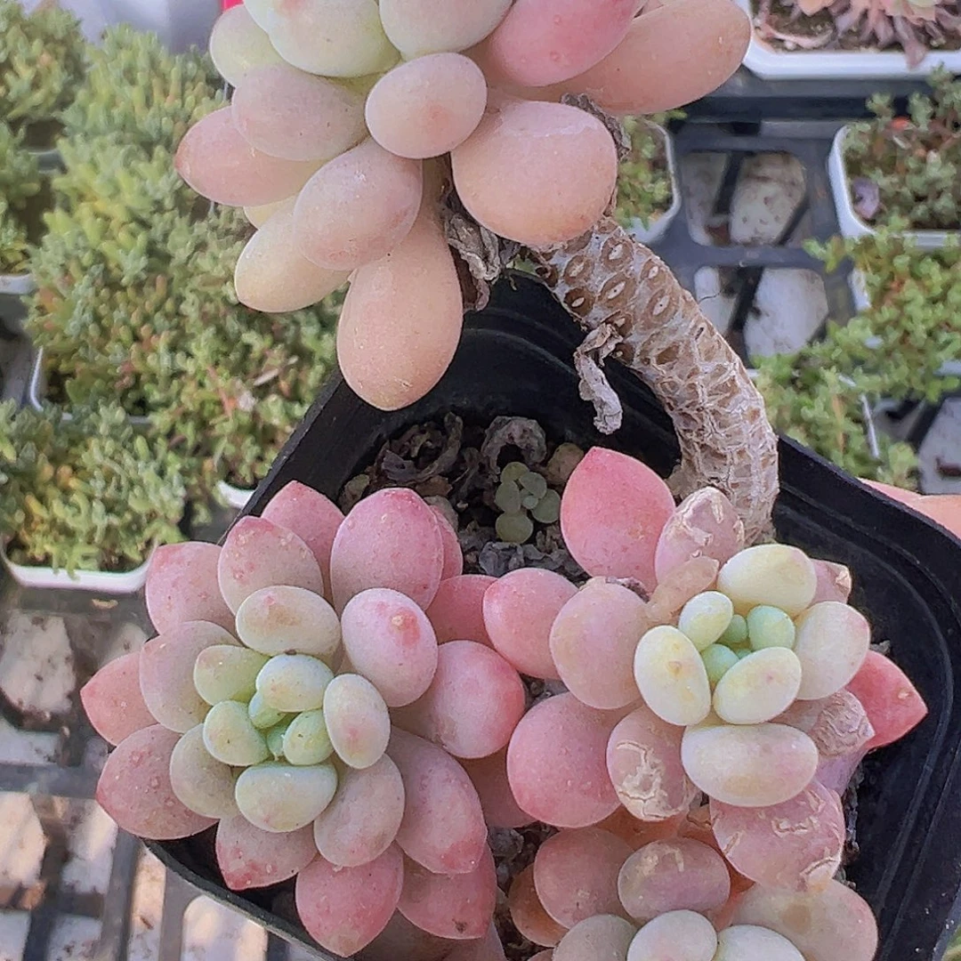 鱼子酱拓土发货无售后