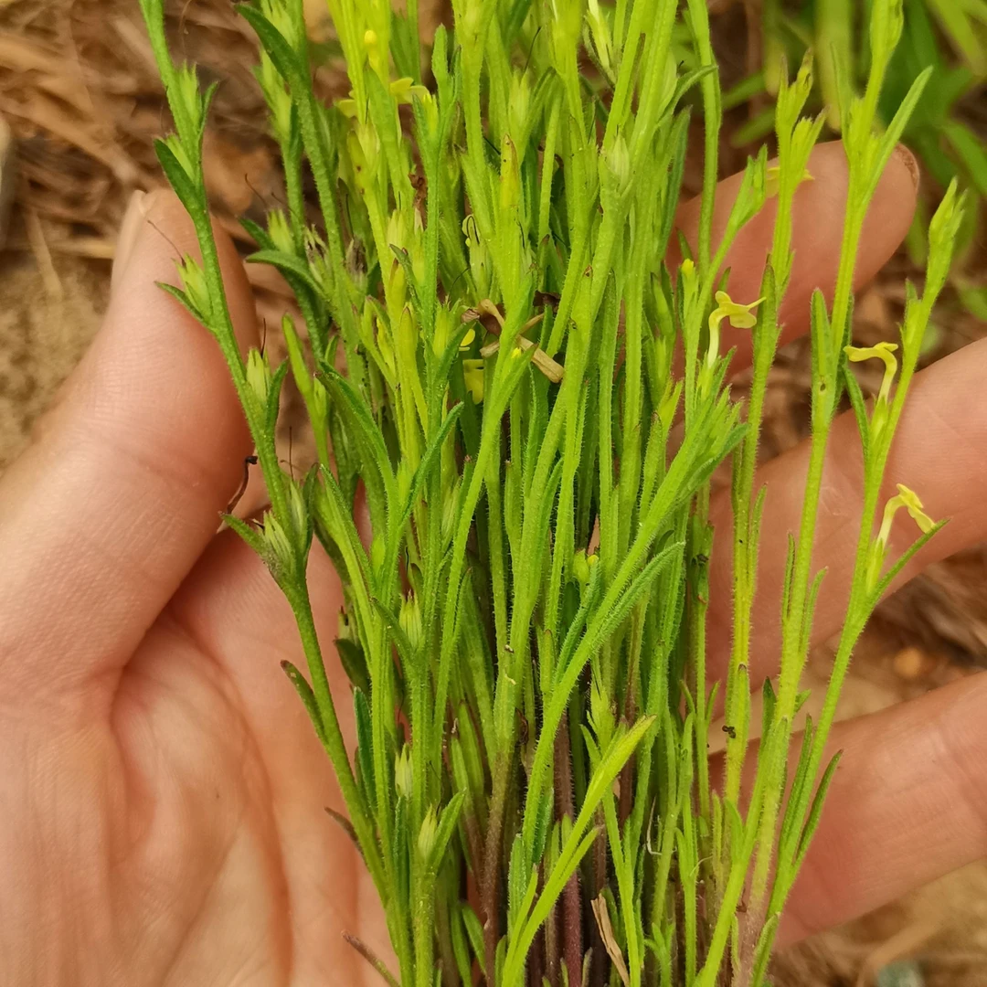 江西野生正宗新鲜独脚金疳积草 煲汤不做售后