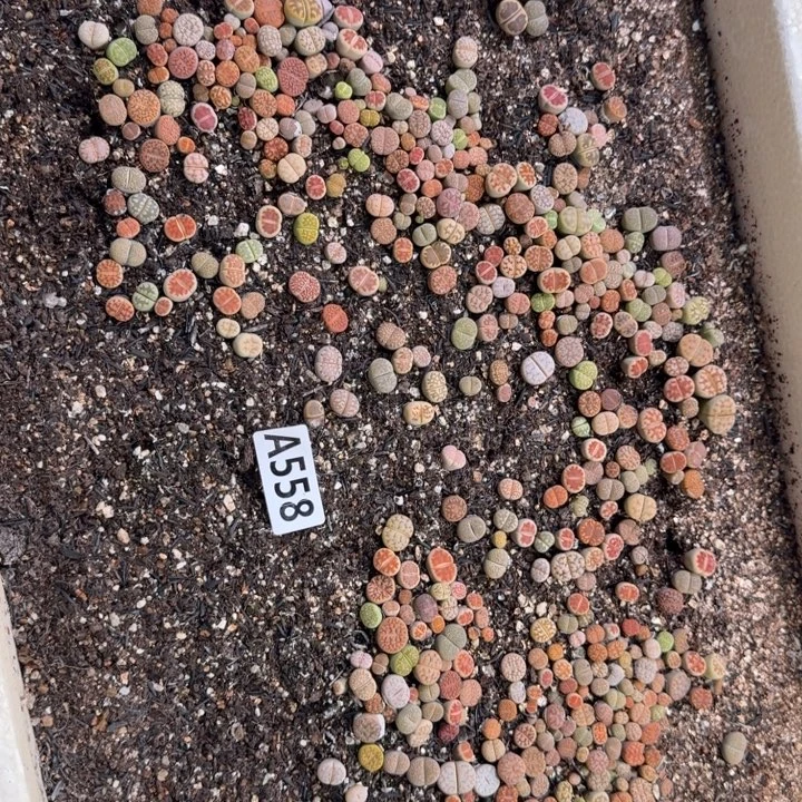 558生石花整筐脱土发货