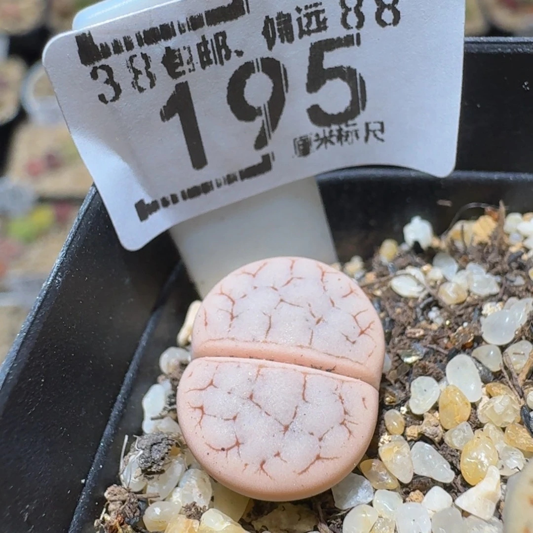 Ssss精品生石花195粉荒