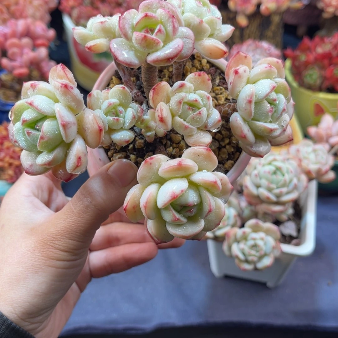 靡***?香草 十三公分 带盆