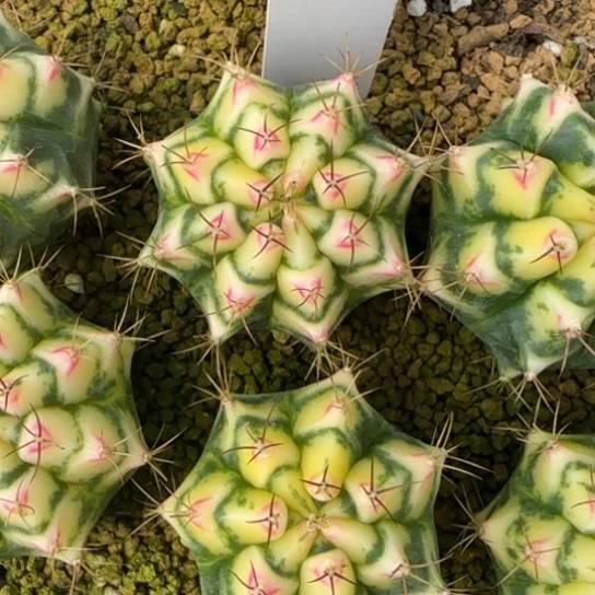 343-0224花田脱土发多肉