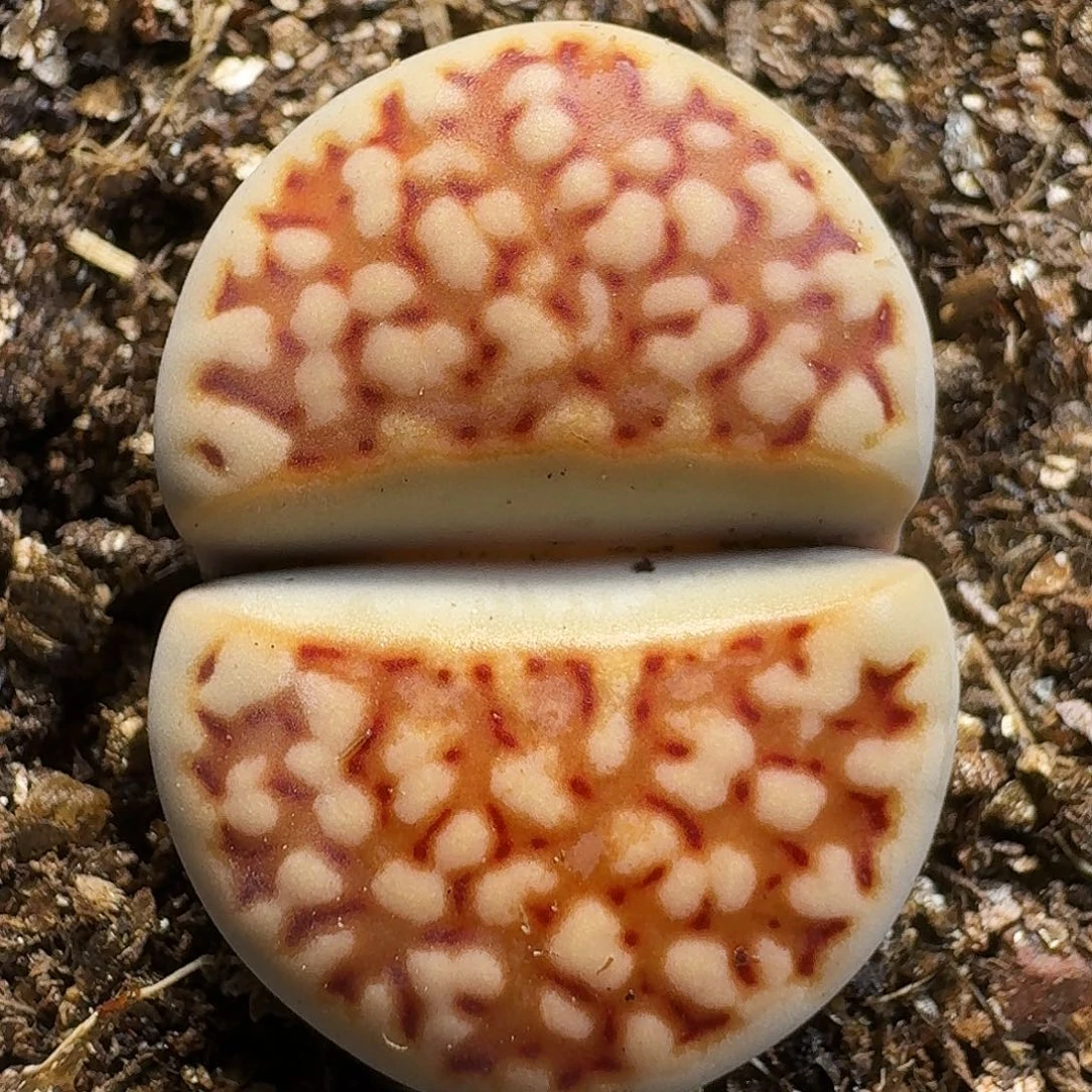 生石花11111。   293