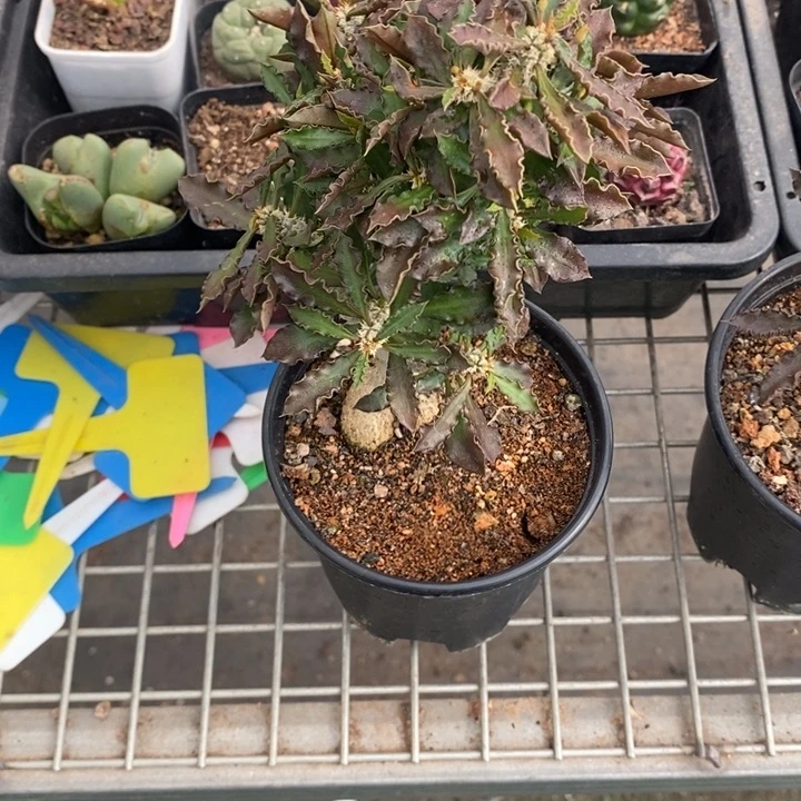 B***宝伯克利和格蕾纳的故事都很