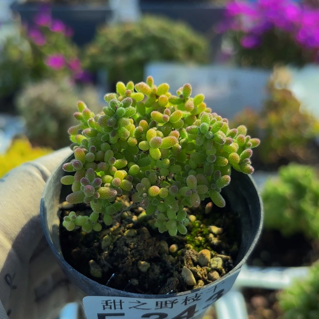 小小米枝干243。