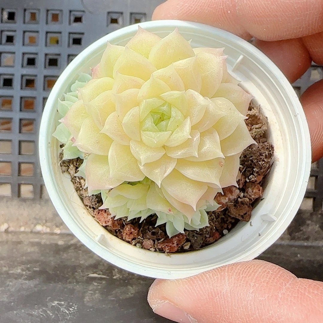 萌***)1125-65（yy-3）专拍