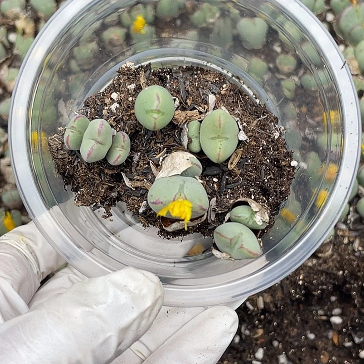 553看监控那我问一下线