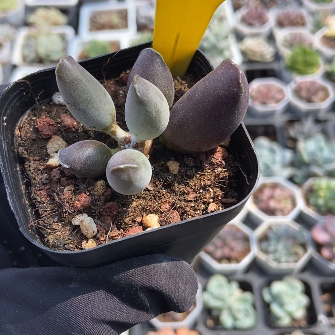 792紫海豹多肉植物保护