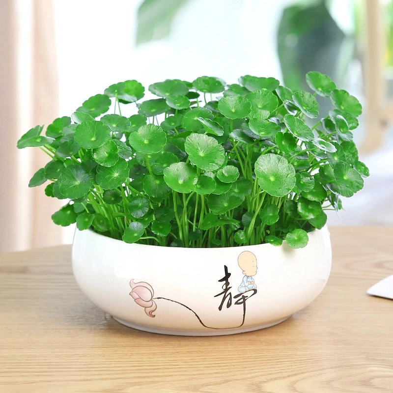 带叶铜钱草水培植物办公室桌面水养绿植金钱草室内四季花卉盆栽