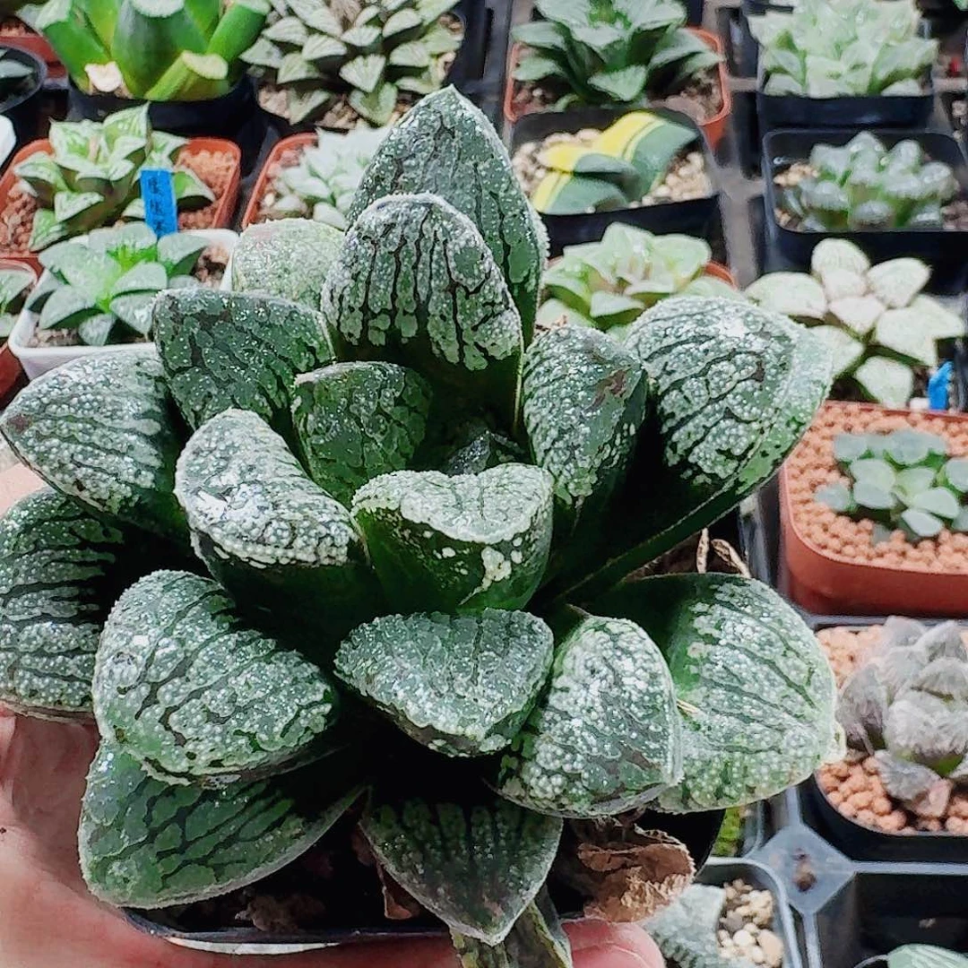 无花朵十二卷 魔多 开播福利