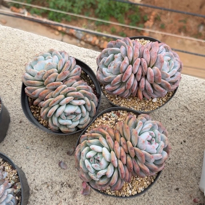 暮***雨三颗一起的一物一拍的