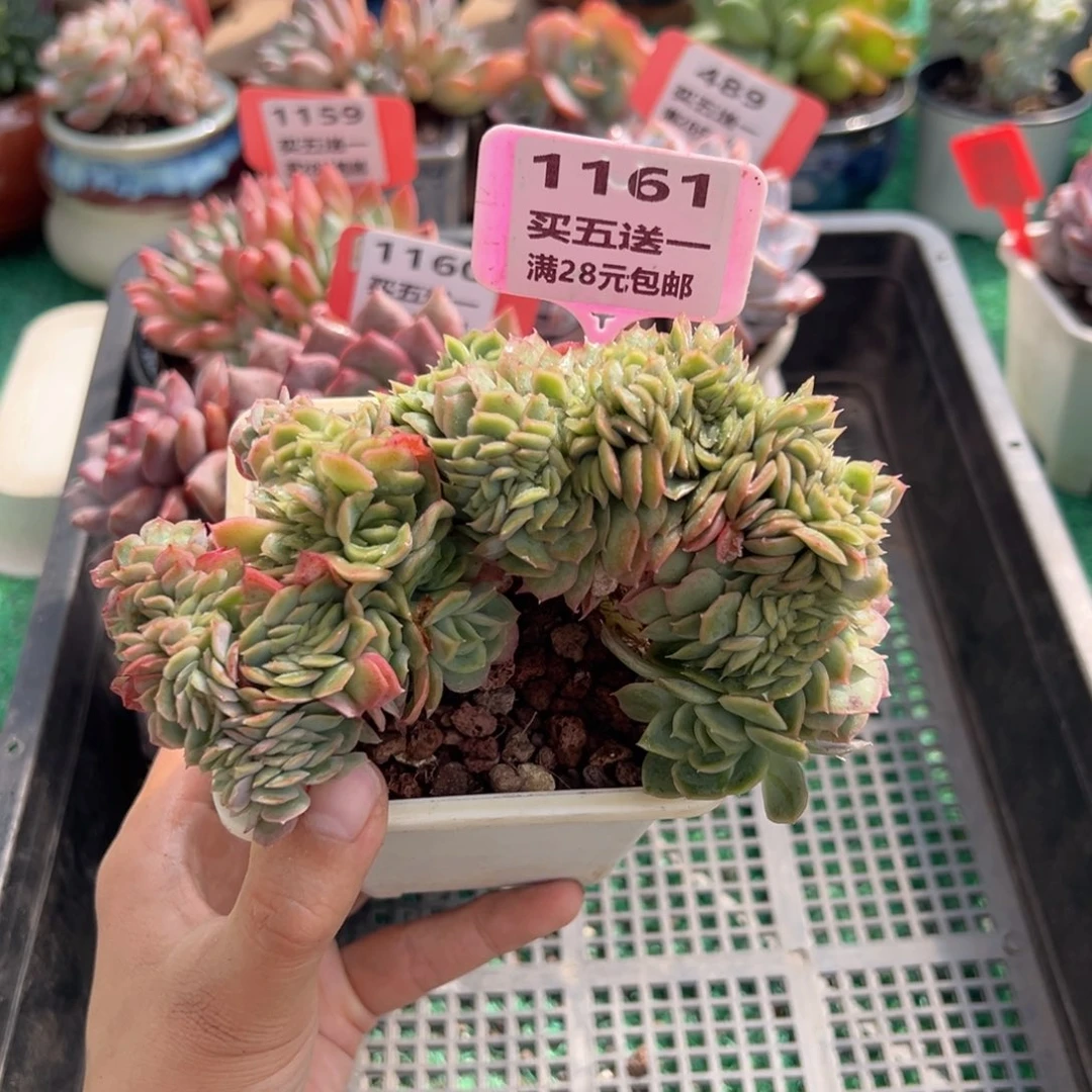表妹精品多肉植物1161.