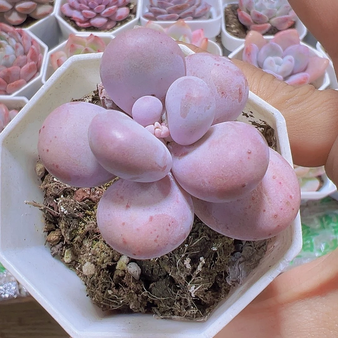 老桩蛋黄奶19包邮多肉植物