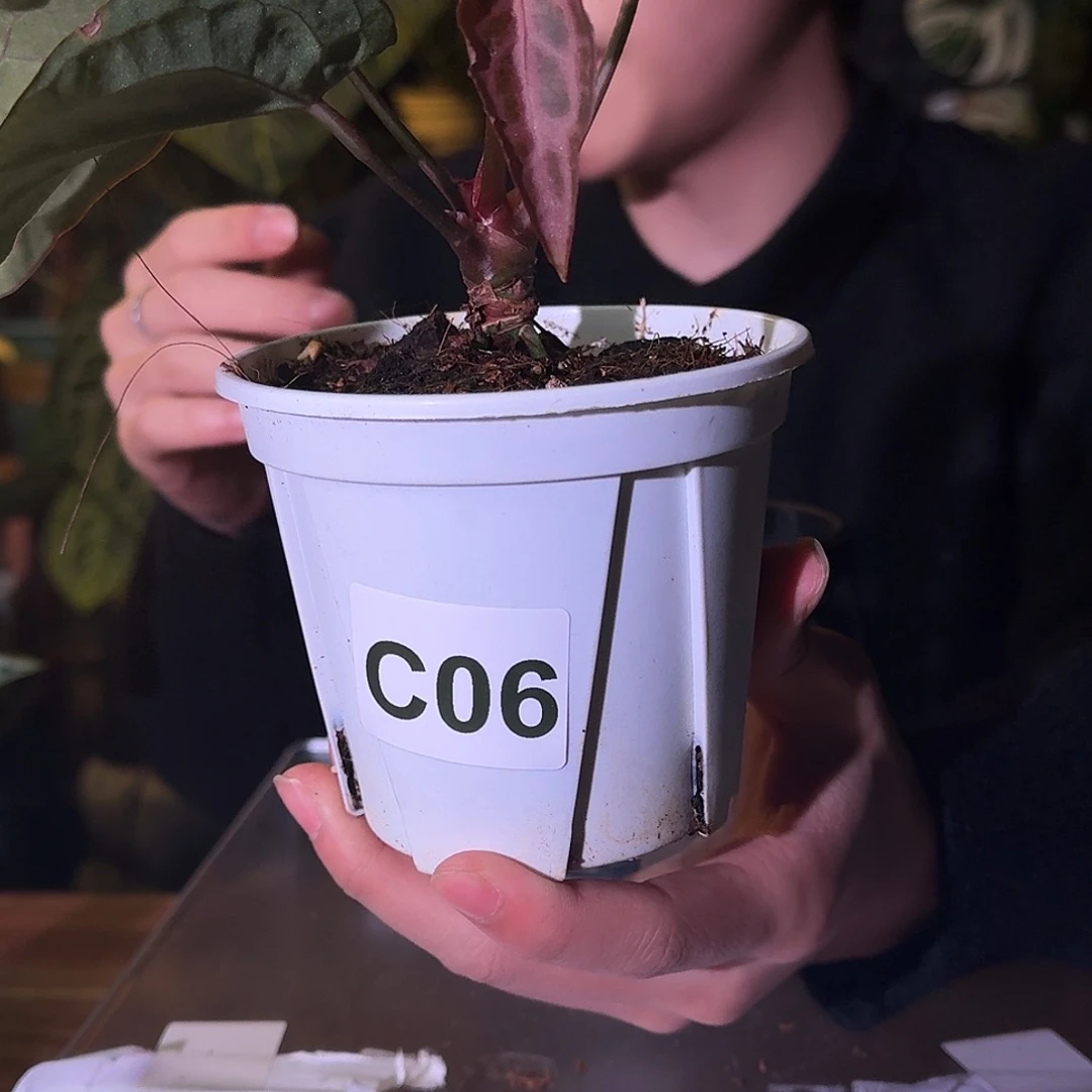 不开花植物C06小钻石杂米歇尔