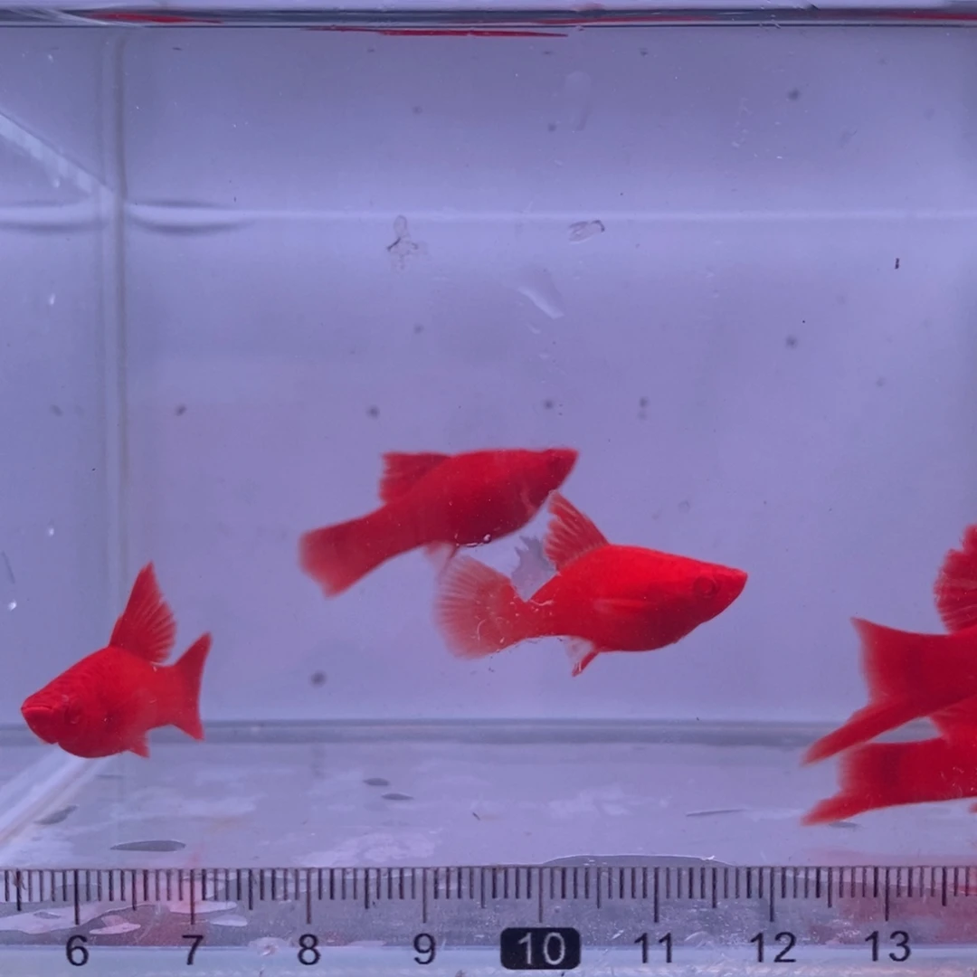 a***u红剑鱼红剑2公3母