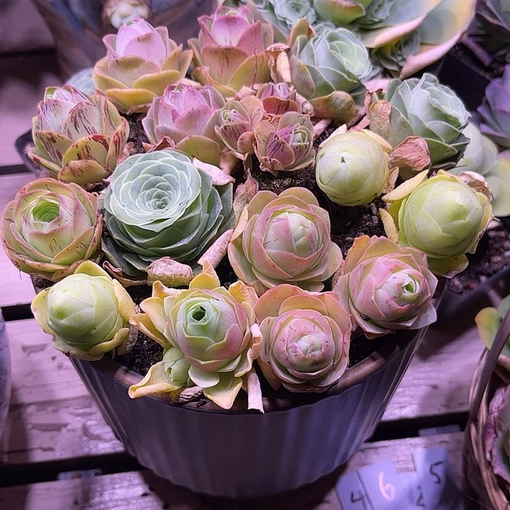 量拍包子套餐16颗3cm左右脱土发