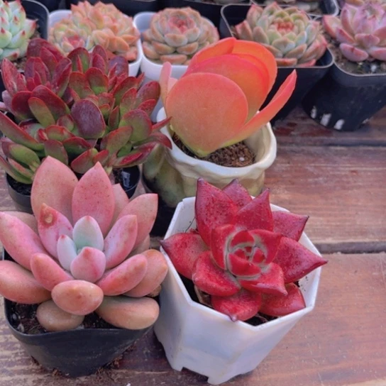 紫蝶➕唐印➕罗卡➕桃花源