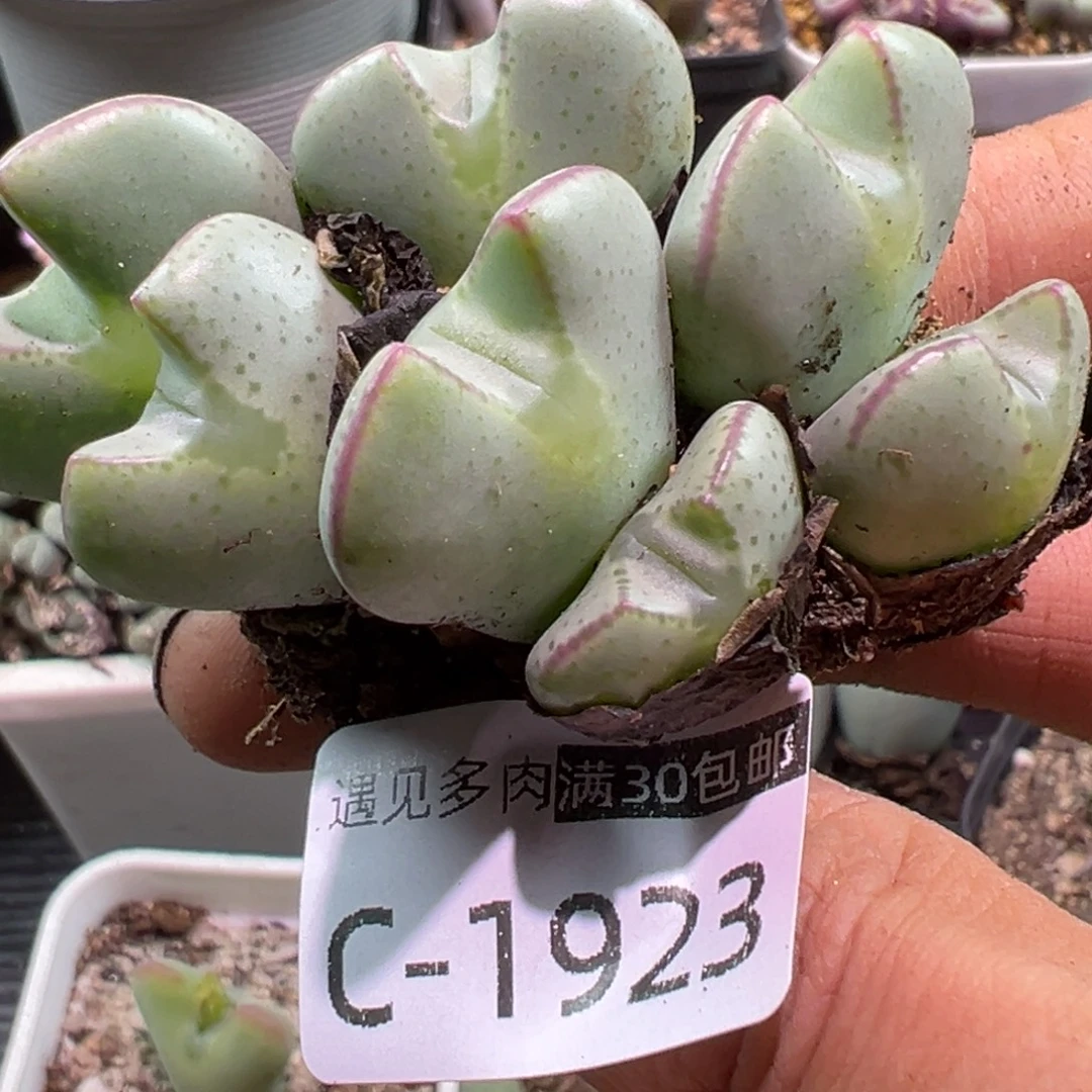 多肉植物1111111111111