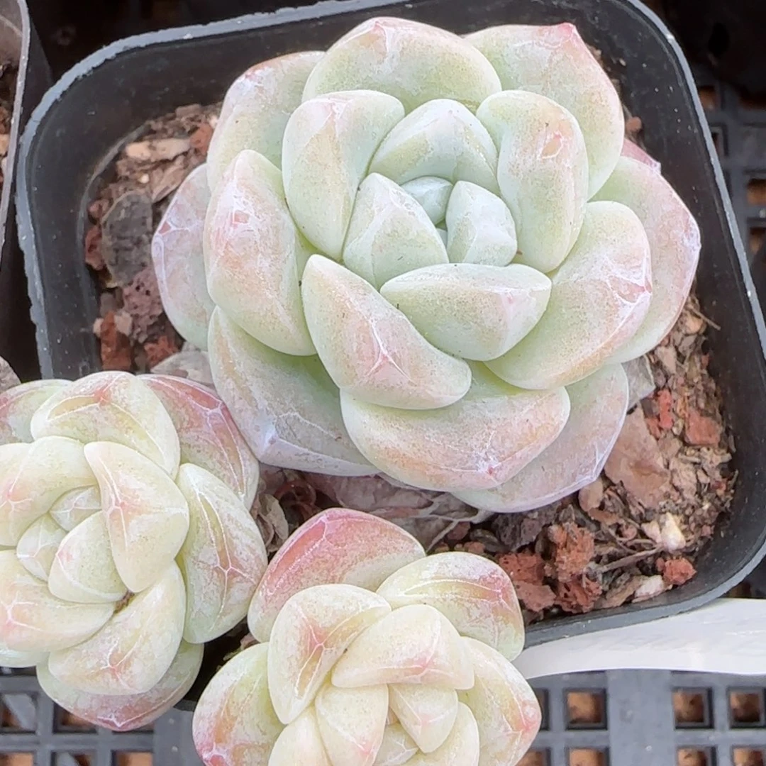 花语逸镜0207-534