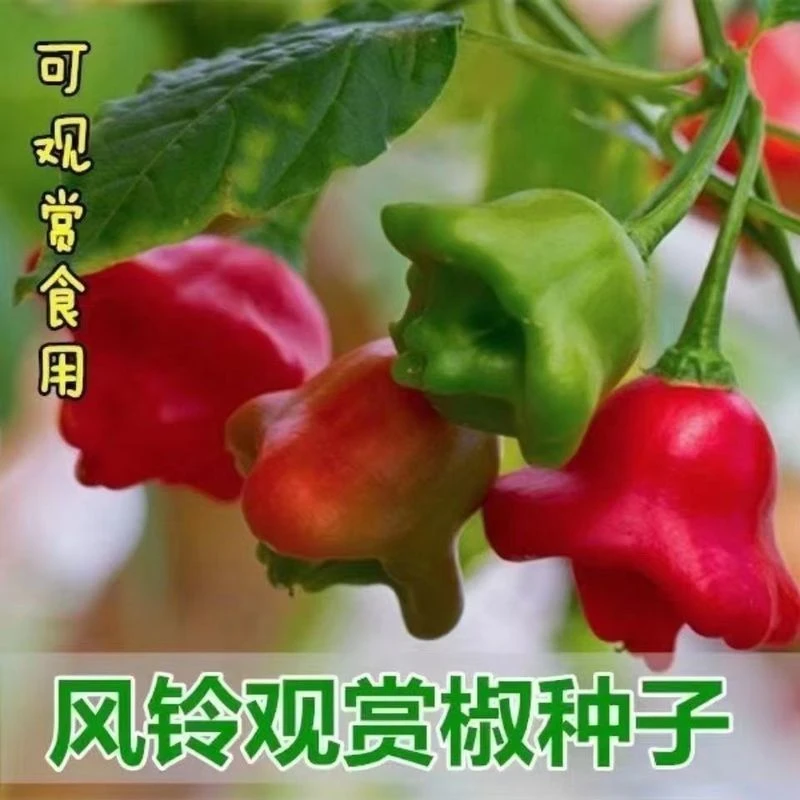 【满五包包邮】红苋菜风铃椒种子特色早熟正宗观赏小灯笼辣椒观赏
