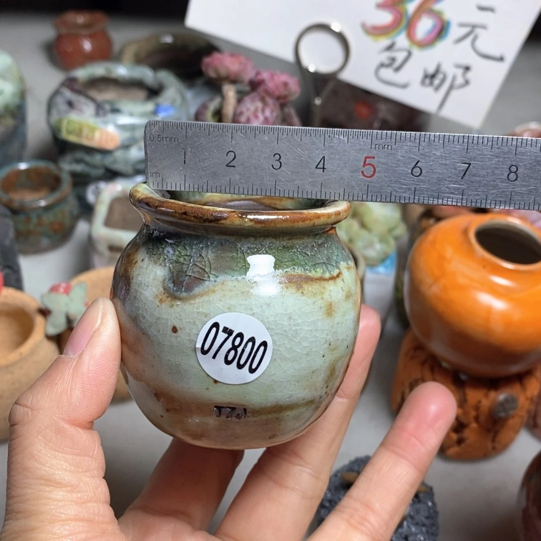 花盆拍5送一个小礼物