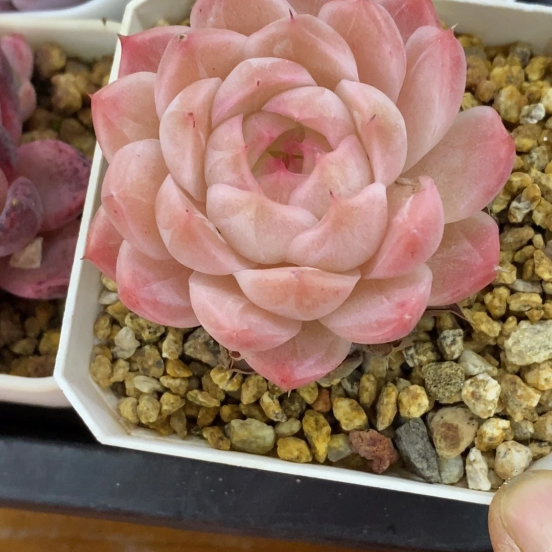 精品多肉一物一一拍不包整246