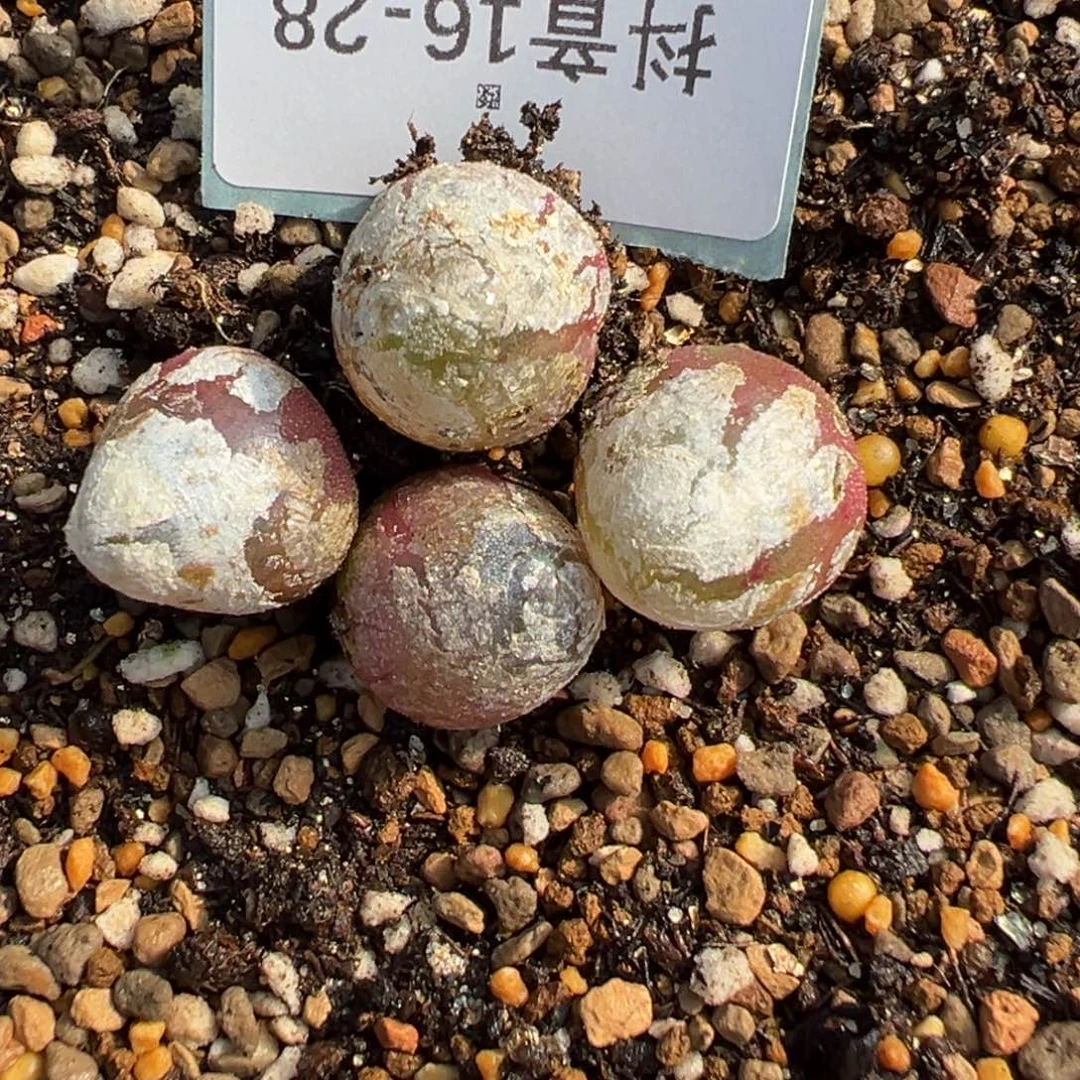 16-28肉锥多肉植物，