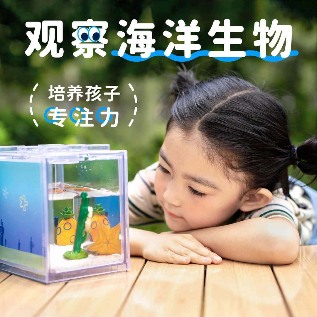 海星礼盒装海星饲养套装套餐桌面宿舍造景儿童节生日圣诞礼物