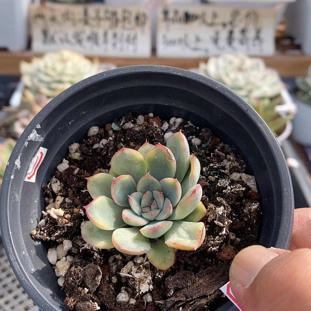 19193 花月夜覆轮锦