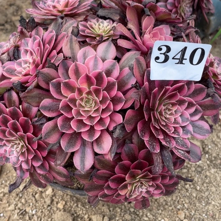 无花朵340多肉植物黑铜白