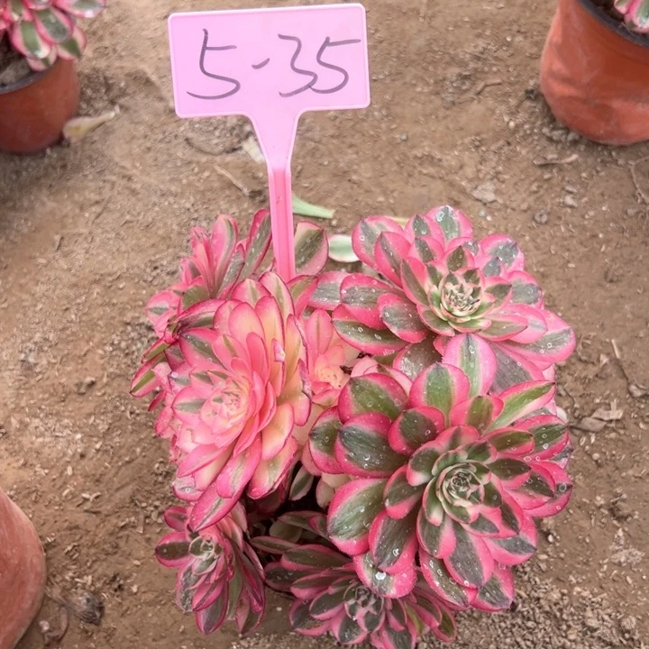 5-35倾城多肉植物