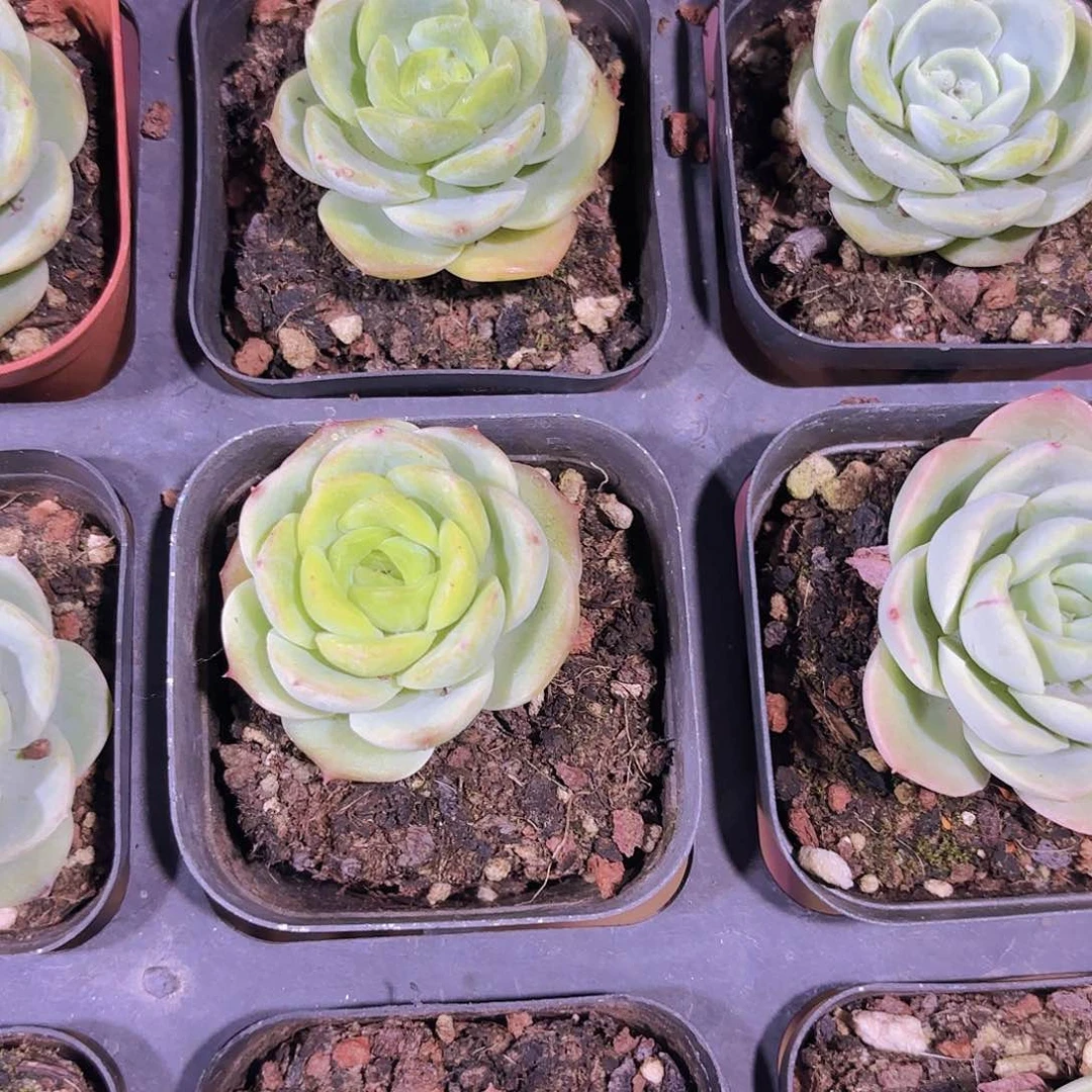 精品宝宝绿多肉植物