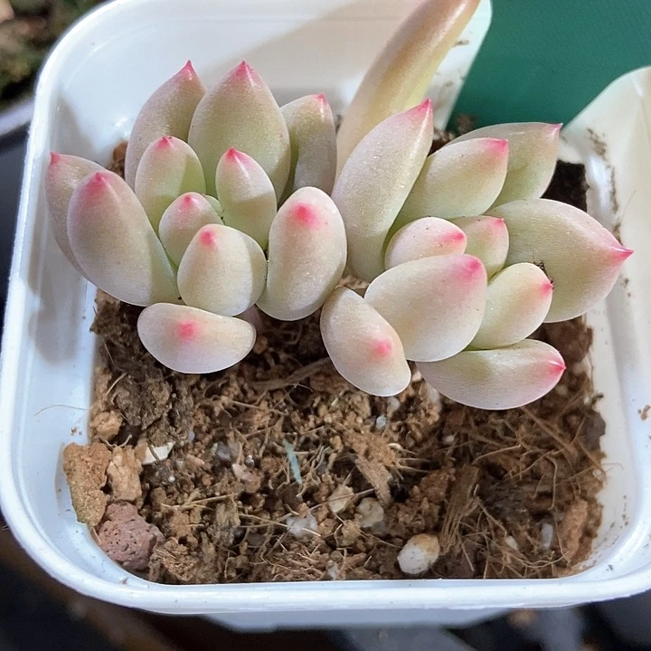 多肉植物岩字7216