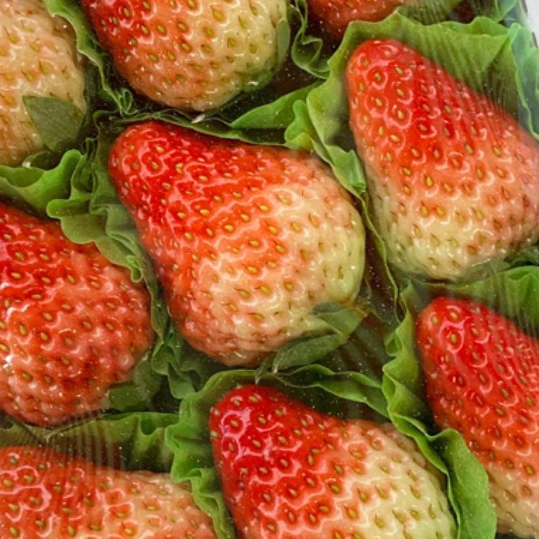 丹东草莓4小盒一箱