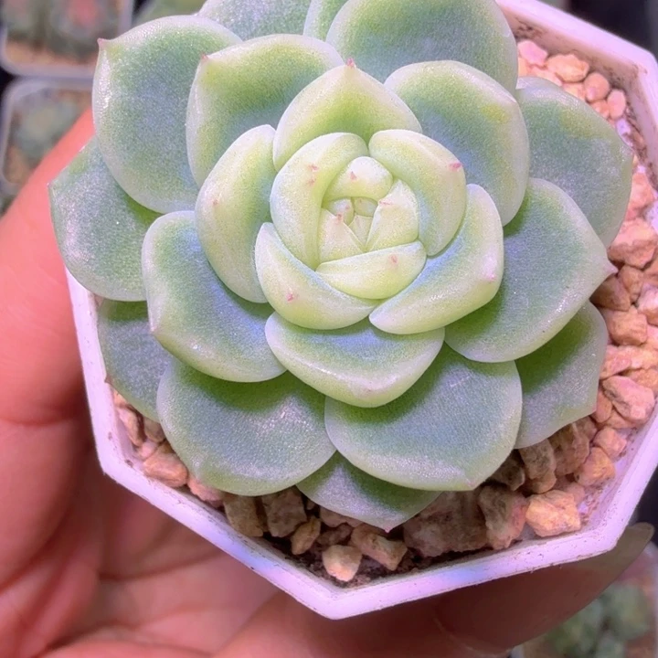 S***.泼天财富密码多肉