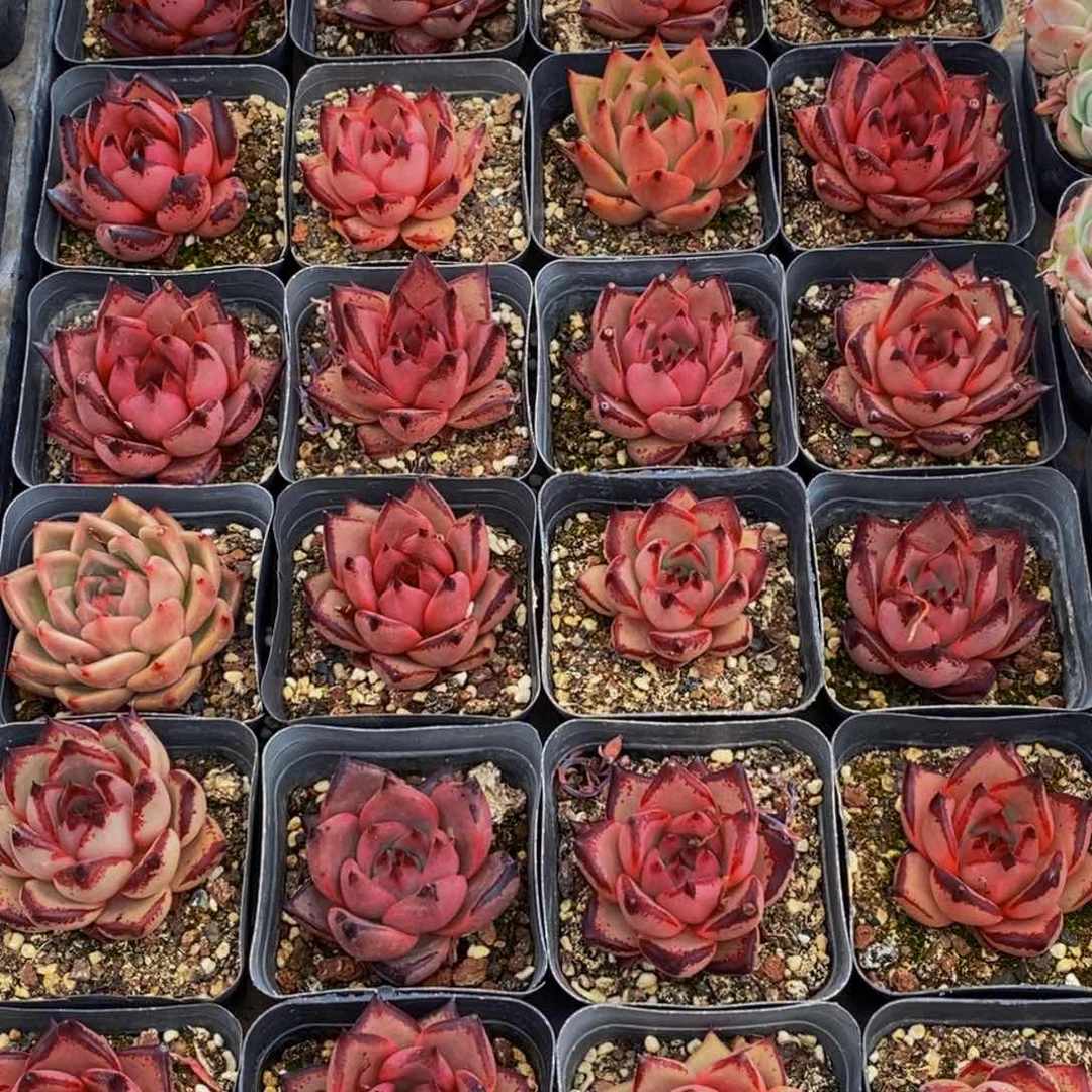 619多肉植物保护研究所所长