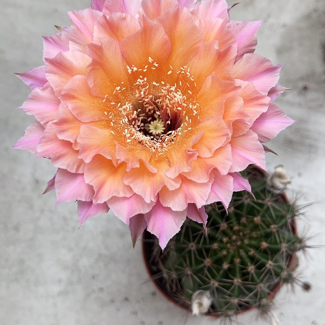 彩草58号6公分左右