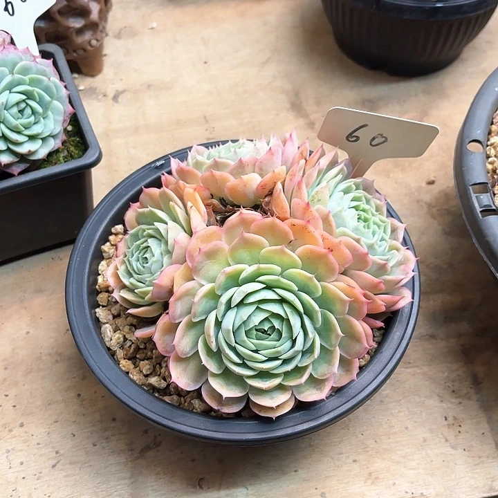 多肉植物，昂斯若60号