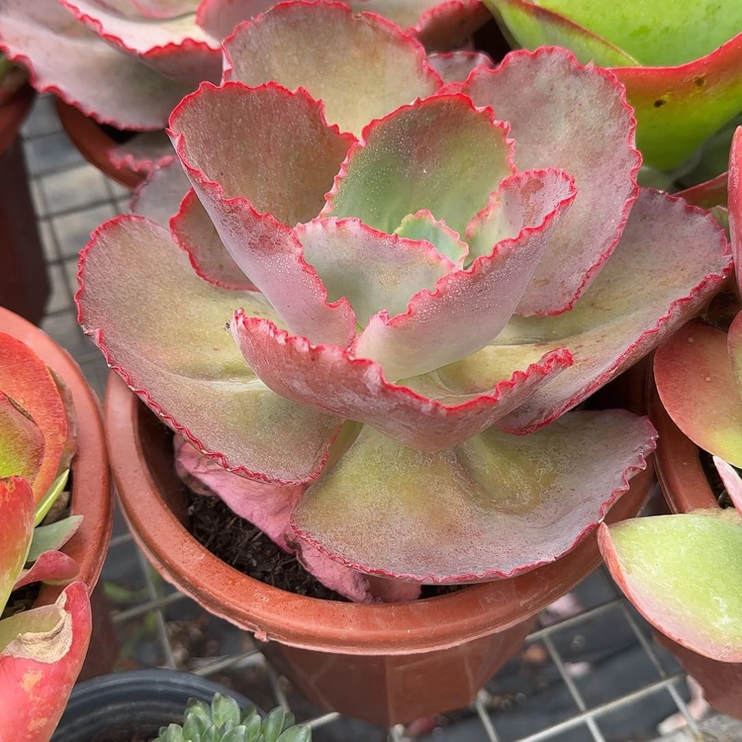 蓝色妖姬多肉植物