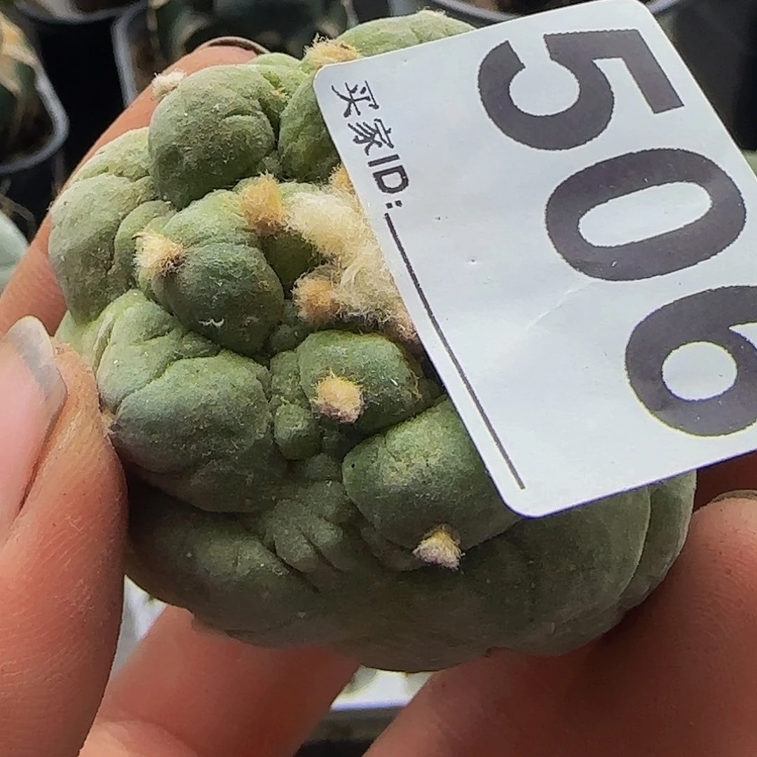 牛*王古田呗506仙人球开花