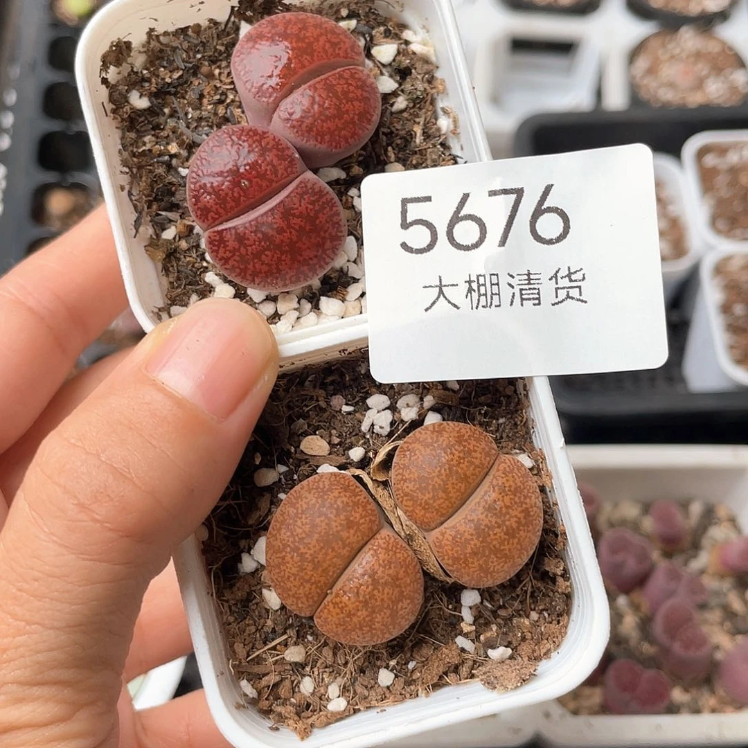 5676大棚清仓甩卖了